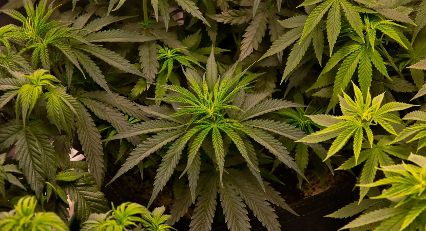 ชุดตรวจกัญชาตรวจอะไรได้บ้าง รู้ก่อนเลือกใช้ (อัปเดต 2026) 1 ชุดตรวจกัญชาตรวจอะไรได้บ้าง