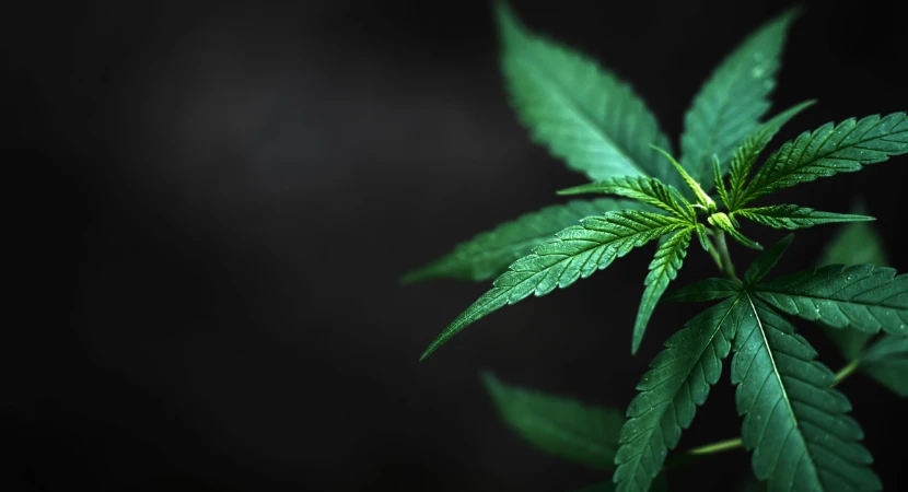 ชุดตรวจกัญชาตรวจอะไรได้บ้าง รู้ก่อนเลือกใช้ (อัปเดต 2026) 2 ชุดตรวจกัญชาตรวจอะไรได้บ้าง