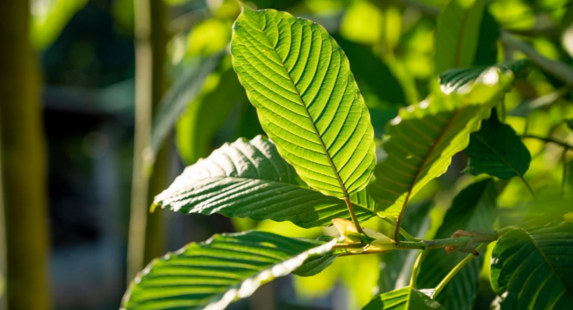 ชุดตรวจกระท่อม ตรวจอะไรได้บ้าง