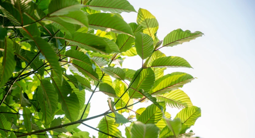 วิธีใช้ชุดตรวจกระท่อมเบื้องต้น และการอ่านผลอย่างไรไม่ให้สับสน 2 วิธีใช้ชุดตรวจกระท่อมเบื้องต้น และการอ่านผลอย่างไรไม่ให้สับสน