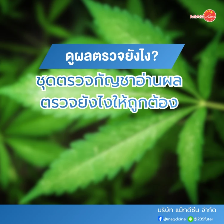 ชุดตรวจกัญชาอ่านผลอย่างไร