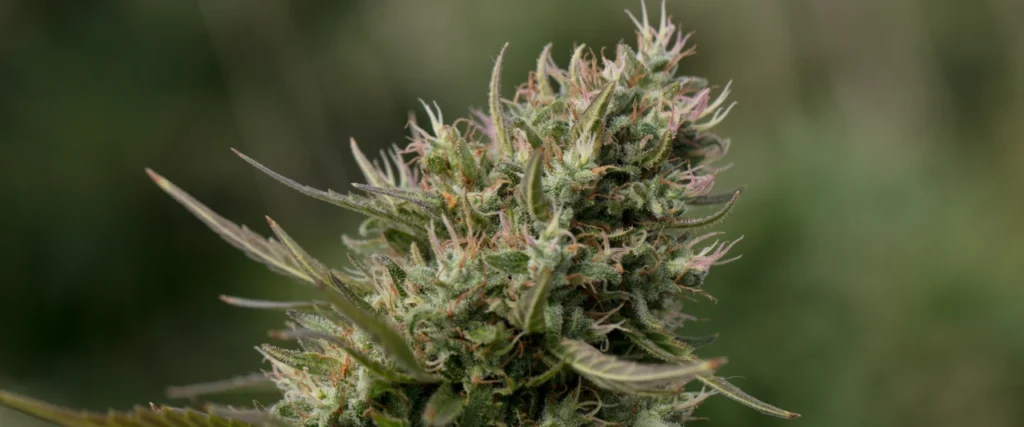 ชุดตรวจกัญชาอ่านผลอย่างไร