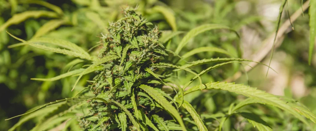 ชุดตรวจกัญชาอ่านผลอย่างไร