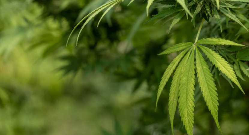 ชุดตรวจกัญชาแม่นยำไหม