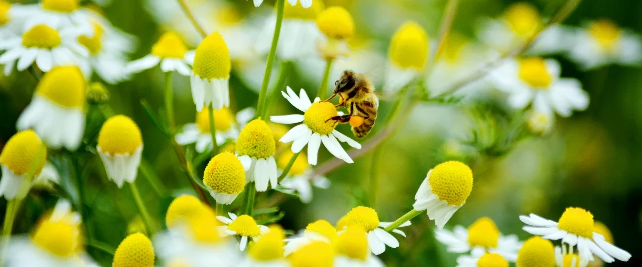 น้ำผึ้งดอกไม้ป่า