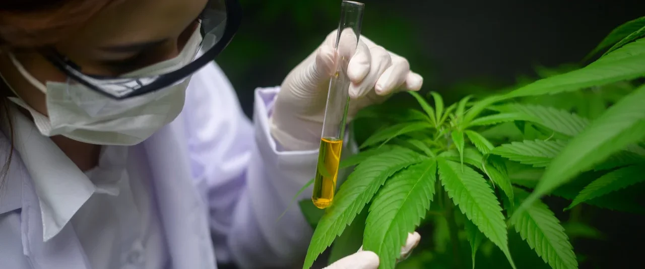 ชุดทดสอบหาสารกัญชา