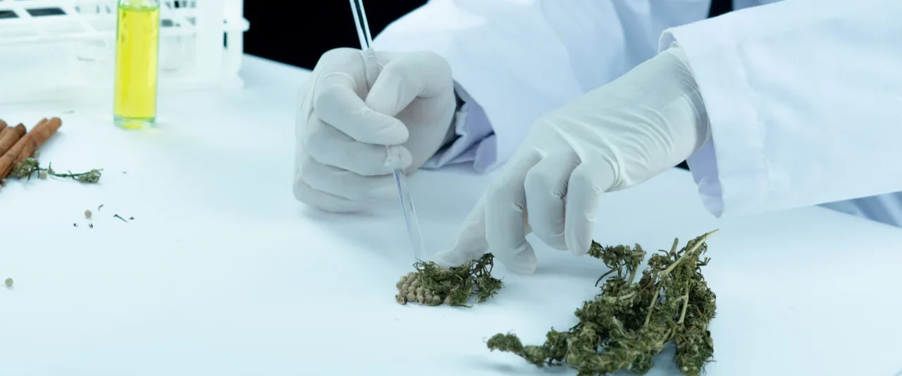 ชุดตรวจกัญชา